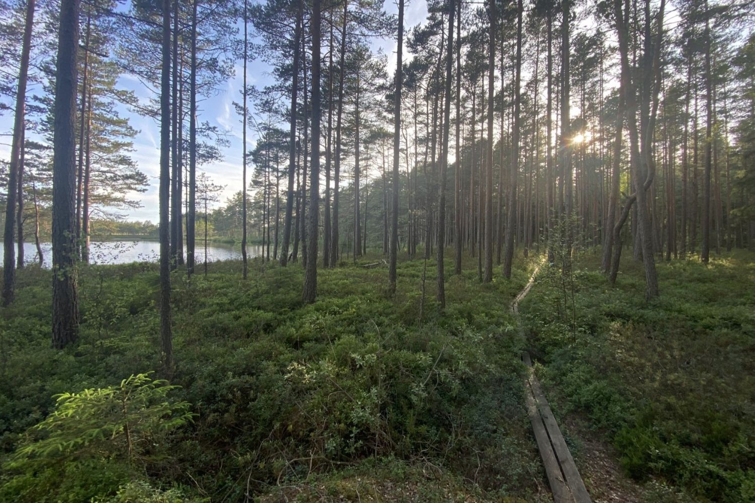 Forest trail leading to a lake in Arjeplog Swedish Lapland during summe