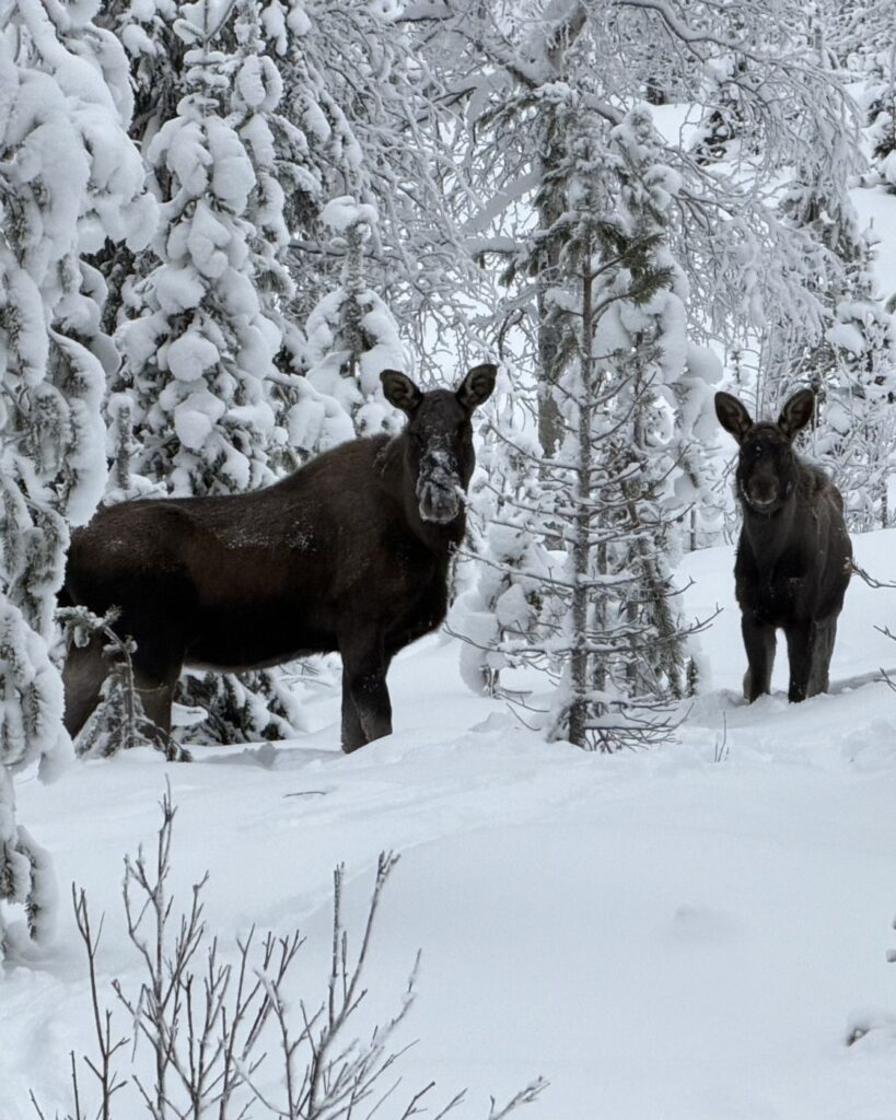 Moose standing in a snowy forest in Arjeplog, Swedish Lapland