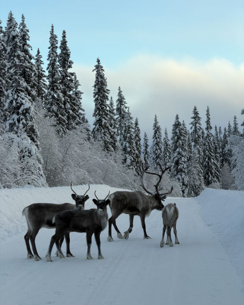 Reindeer on a snowy road in Arjeplog, Swedish Lapland